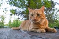 Red cat lying on a wooden table. Trees in background