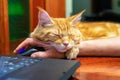 Red cat of Maine Coon breed sleeping on human hand with computer mouse on table near laptop at home. Freelance, work from home, Royalty Free Stock Photo