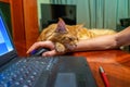 Red cat of Maine Coon breed sleeping on human hand with computer mouse on table near laptop at home. Freelance, work from home, Royalty Free Stock Photo