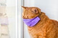 Red cat in a medical mask on window . Animal health. Coronavirus. Coronavirus disease in cats and animals