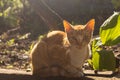 Red cat in morning haze in garden. Adorable cat looking at camera outdoor. Cute pet concept.