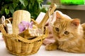 Red cat near a basket for bathroom, pumice, luff, alstroemeria Royalty Free Stock Photo