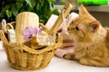 Red cat near a basket for bathroom, pumice, luff, alstroemeria Royalty Free Stock Photo