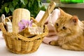Red cat near a basket for bathroom, pumice, luff, alstroemeria Royalty Free Stock Photo
