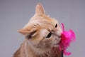 A red cat nibbles on a cat toy with pink feathers. Royalty Free Stock Photo