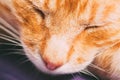 Red Cat Nose Close Up Royalty Free Stock Photo