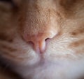 Red cat nose Royalty Free Stock Photo