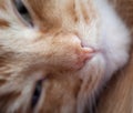 Red cat nose Royalty Free Stock Photo