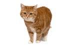 Red cat with orange eyes Royalty Free Stock Photo