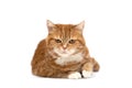 Red cat with orange eyes Royalty Free Stock Photo