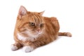 Red cat with orange eyes Royalty Free Stock Photo