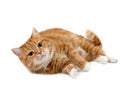 Red cat with orange eyes Royalty Free Stock Photo