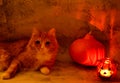 Red cat as symbol of halloween with orange pumpkin and candle on orange background, soft focus Royalty Free Stock Photo