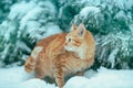 Red cat outdoors in snowy winter Royalty Free Stock Photo