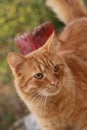 Red cat in Paphos, Cyprus Royalty Free Stock Photo