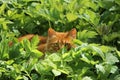 Red cat peeps out of spring grass in sunny weather Royalty Free Stock Photo