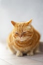 Orange american short hair cat perched