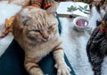 Red cat on a person`s lap against the background of a Cup of tea, a book and autumn leaves, close - up-the concept of cozy autumn Royalty Free Stock Photo