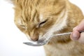Red Cat. Pictures of cats, cute cat, drawings of cats. Cat eats from a spoon. Russian cat with butterfly on a white background.