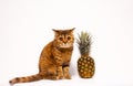 A red cat with pineapple