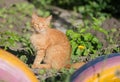 Red cat on a playground