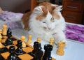 Red cat playing chess, pieces on the Board Royalty Free Stock Photo