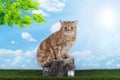 Red cat playing on grass Royalty Free Stock Photo