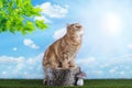 Red cat playing on grass Royalty Free Stock Photo