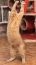 Red cat playing