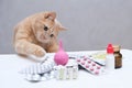 Red cat playing with rubber medical enema. pile of medicines