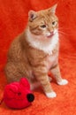 Red cat with plush toy mouse Royalty Free Stock Photo