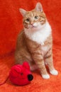 Red cat with plush toy mouse Royalty Free Stock Photo