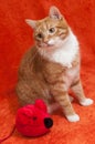 Red cat with plush toy mouse Royalty Free Stock Photo