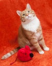 Red cat with plush toy mouse Royalty Free Stock Photo