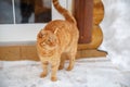 Red cat on the porch asks to go home. Ginger cat sitting outside a house door during snowfall on cold winter day
