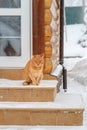 Red cat on the porch asks to go home. Ginger cat sitting outside a house door during snowfall on cold winter day