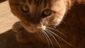 Red cat portrait closeup to ginger eyes and long white whiskers Royalty Free Stock Photo