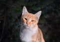Red cat portrait Royalty Free Stock Photo