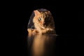 The red cat preys on the mouse. Royalty Free Stock Photo