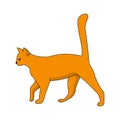 Red cat with a raised tail on a white background