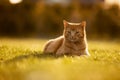 red cat relax with short red hair and fur lies on the ground in green grass while sundown in the garden