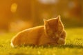 red cat relax with short red hair and fur lies on the ground in green grass while sundown in the garden of park