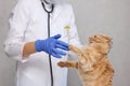 A red cat resisting the vet. In a veterinary clinic. Examination and treatment of pets