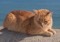 Red cat resting on a low wall by the sea Royalty Free Stock Photo
