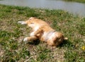 Red cat resting near the pond in summer in fine weather Royalty Free Stock Photo