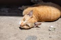 Red cat resting on sunny asphalt. Cute domestic animal portrait. Orange or ginger cat looking into camera