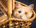 Red cat resting in a wicker basket Royalty Free Stock Photo