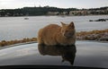 The red cat rests on the roof of the car Royalty Free Stock Photo