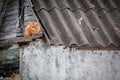 A red cat on the roof of an old village house. Royalty Free Stock Photo