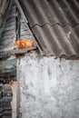 A red cat on the roof of an old village house. Royalty Free Stock Photo